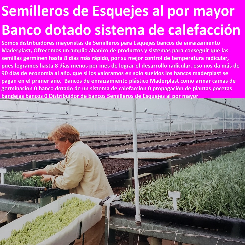 Bancos de enraizamiento plástico Maderplast como armar camas de germinación 0 banco dotado de un sistema de calefacción 0 HIDROPONÍA, AGRICULTURA, COSECHA, POSCOSECHA, Tutores para Flores cable vía Bananas Aromáticas, Cultivos Tecnificados, Invernaderos, Semilleros, Bancos De Siembra, propagación de plantas pocetas bandejas bancos 0 Distribuidor de bancos Semilleros de Esquejes al por mayor Bancos de enraizamiento plástico Maderplast como armar camas de germinación 0 banco dotado de un sistema de calefacción 0 propagación de plantas pocetas bandejas bancos 0 Distribuidor de bancos Semilleros de Esquejes al por mayor